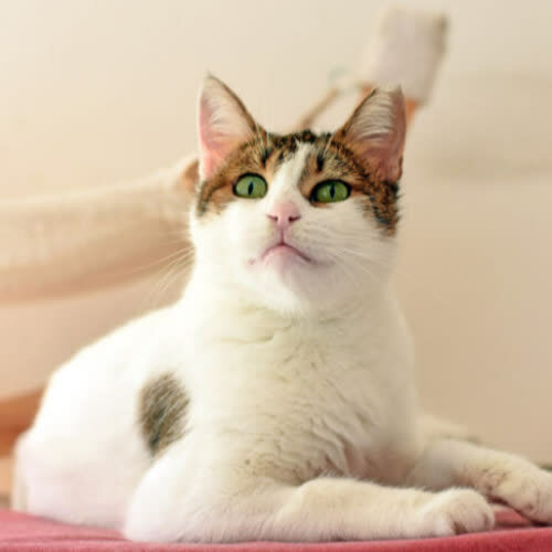 Koty ze schroniska do adopcji Greta