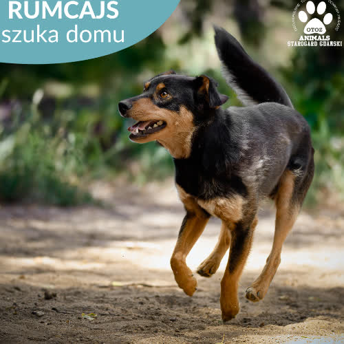 Rumcajs