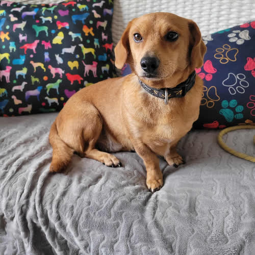 Psy ze schroniska do adopcji Kokos