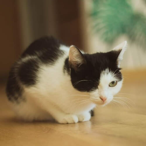 Koty ze schroniska do adopcji Lychee