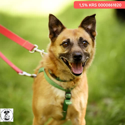 Psy ze schroniska do adopcji Ulvar