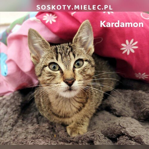 Kardamon