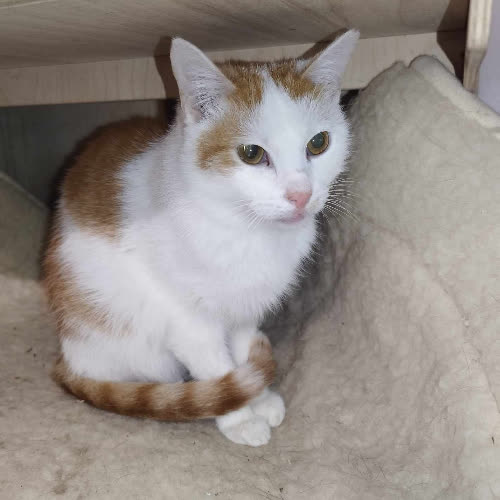 Okruszek Grzecznościowo 