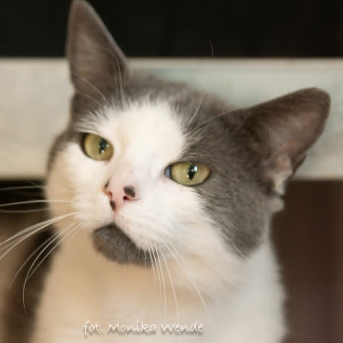 Koty ze schroniska do adopcji ROMEK