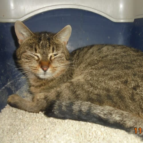 Koty ze schroniska do adopcji Perełka