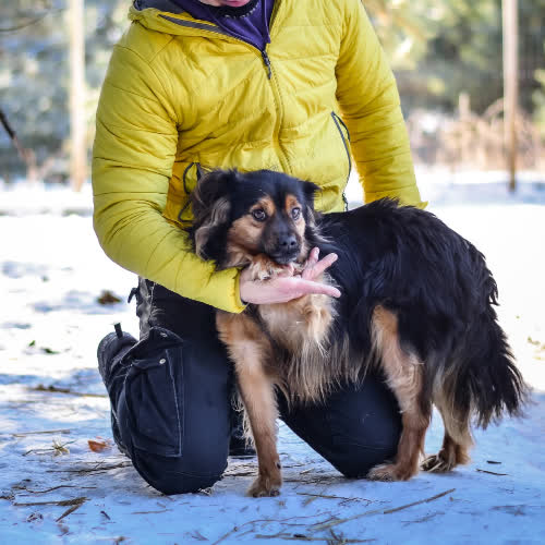 Psy ze schroniska do adopcji Bueno 