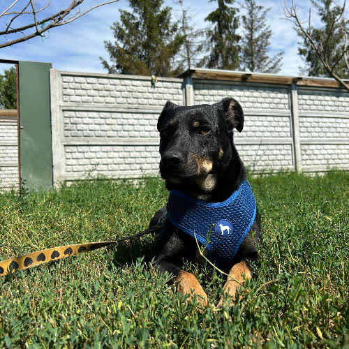 Bodzio