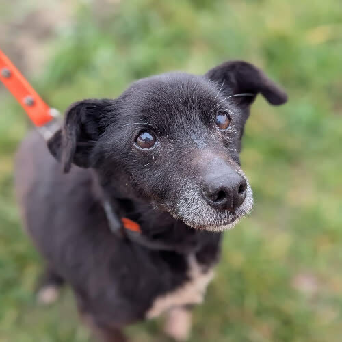 Psy ze schroniska do adopcji Kazio