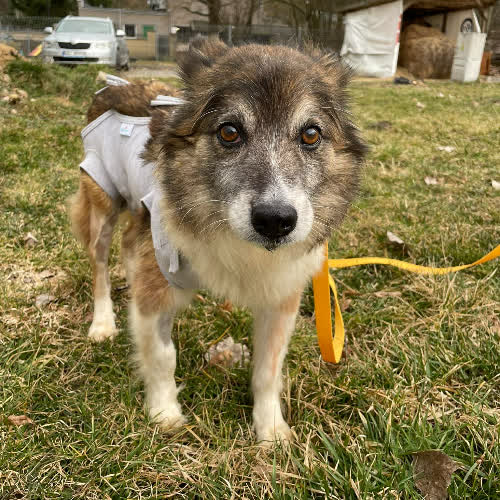 Psy ze schroniska do adopcji Kora