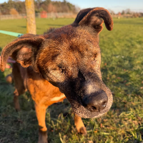 Psy ze schroniska do adopcji Forest