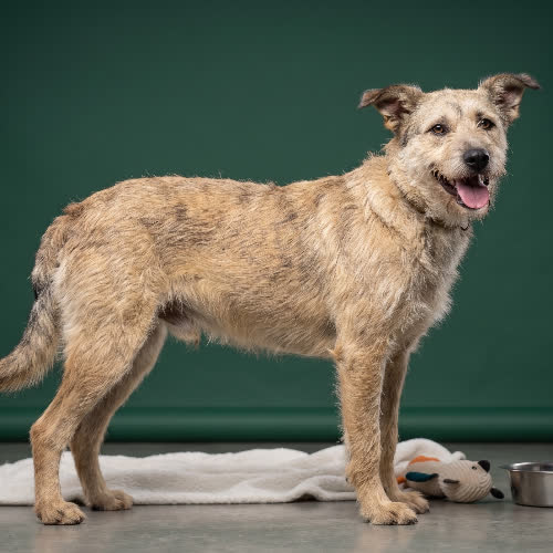 Psy ze schroniska do adopcji AMAZON