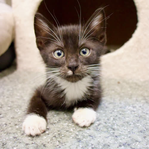 Koty ze schroniska do adopcji Agrest