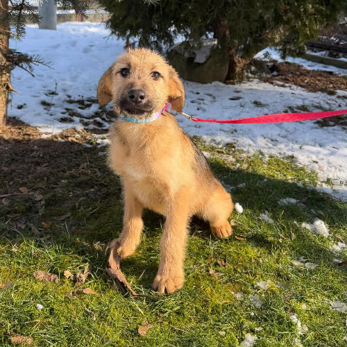 Psy ze schroniska do adopcji Cherry 