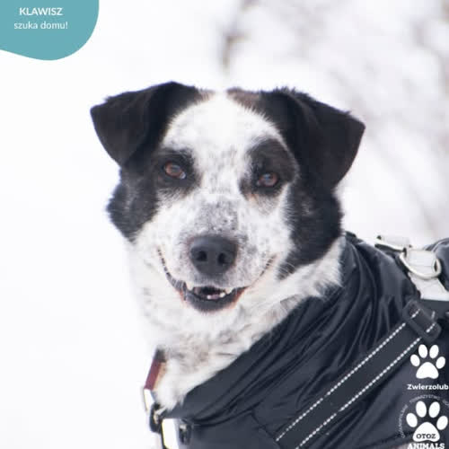 Psy ze schroniska do adopcji KLAWISZ