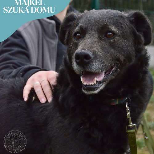 Psy ze schroniska do adopcji MAJKEL
