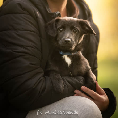 Fiołek