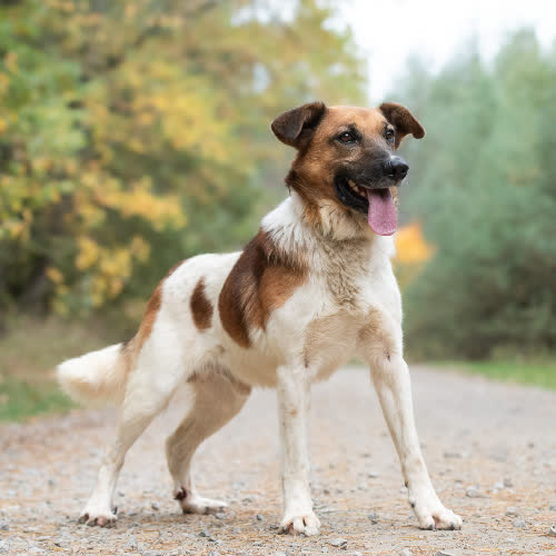 Psy ze schroniska do adopcji Piękny NIRMAL