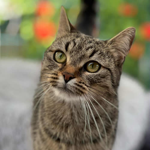 Koty ze schroniska do adopcji Naomi