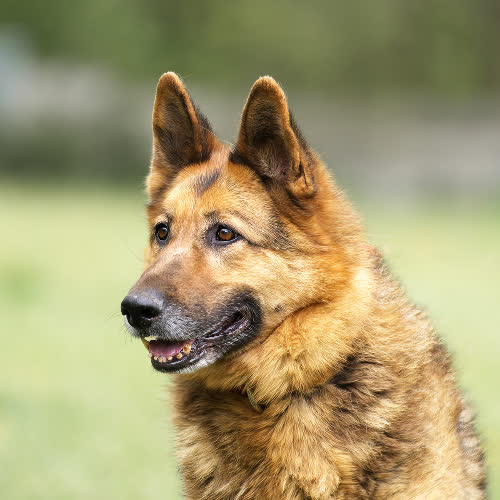 Psy ze schroniska do adopcji Burbon