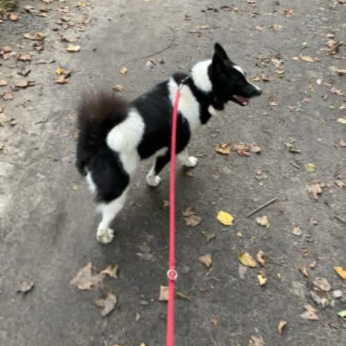 Vitara Karelski na niedzwiedzie 