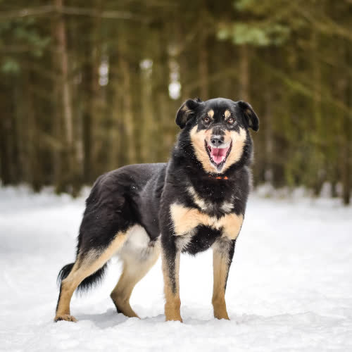 Psy ze schroniska do adopcji Iwo