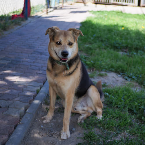 Psy ze schroniska do adopcji Ursus