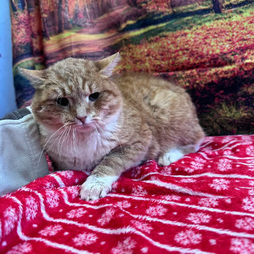 Koty ze schroniska do adopcji Milord Miau