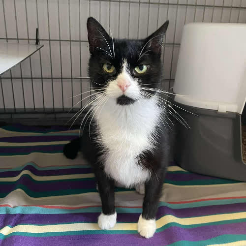 Koty ze schroniska do adopcji A102