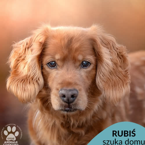 Rubiś
