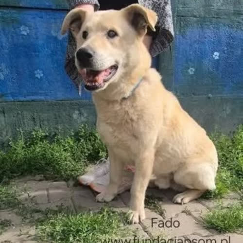 Psy ze schroniska do adopcji Fado