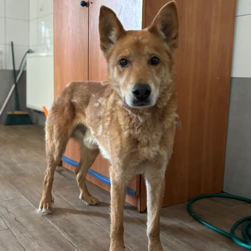 Psy ze schroniska do adopcji Karmel