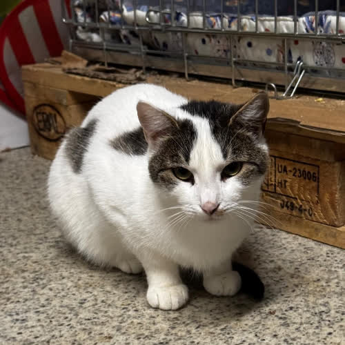 Koty ze schroniska do adopcji Wiórka