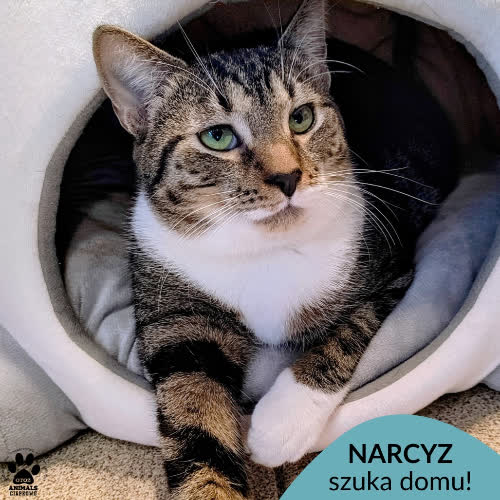 Koty ze schroniska do adopcji Narcyz