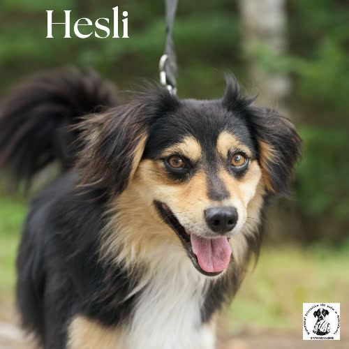 Hesli 