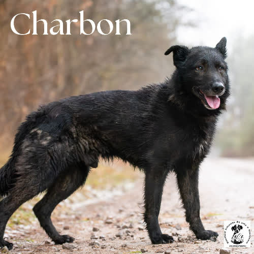 łagodny CHARBON 