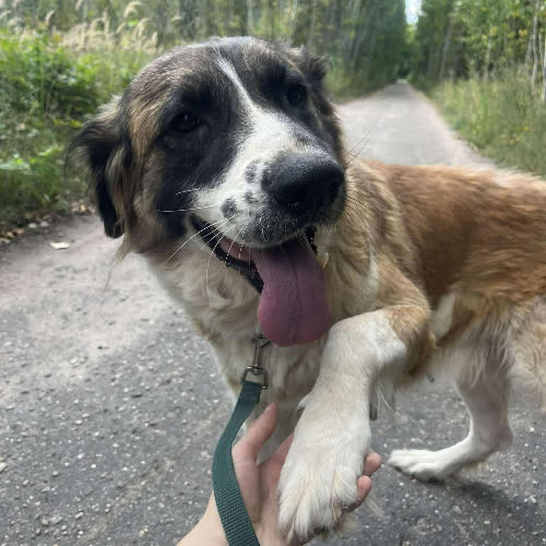 Psy ze schroniska do adopcji NUKA