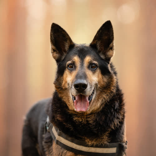 Psy ze schroniska do adopcji Xenon