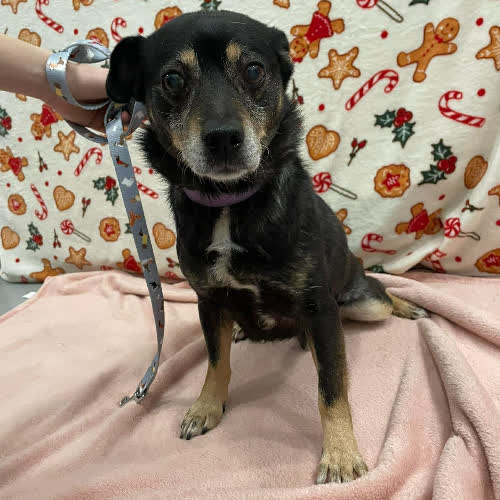 Psy ze schroniska do adopcji Token