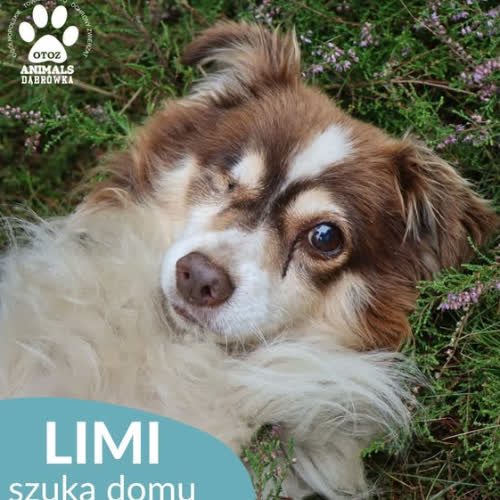 Psy ze schroniska do adopcji Limi