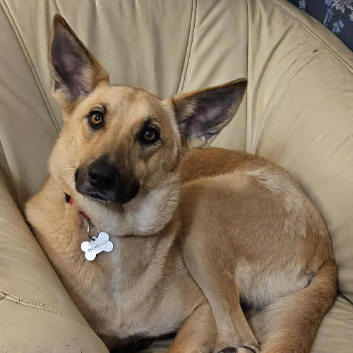 Psy ze schroniska do adopcji Sarna