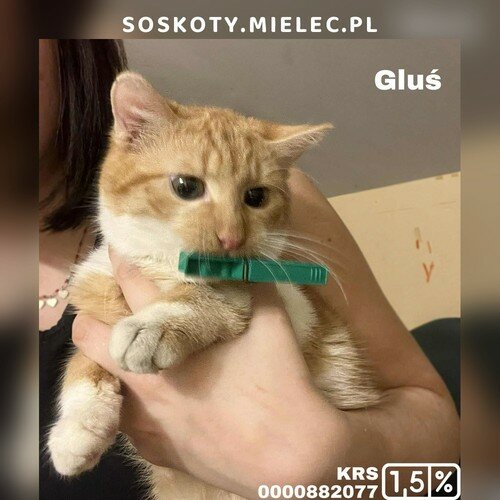 Gluś
