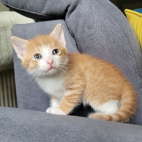 Koty ze schroniska do adopcji Skarpetek