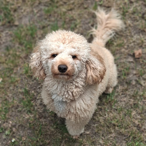 Neli