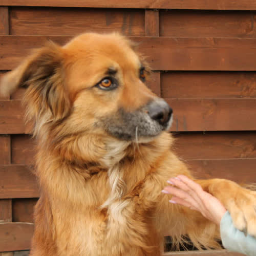 Psy ze schroniska do adopcji Supełek