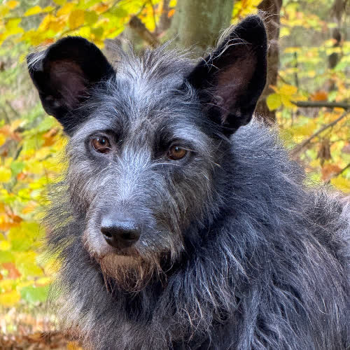 Psy ze schroniska do adopcji Alga