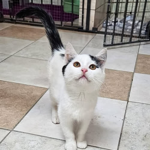 Ringo 