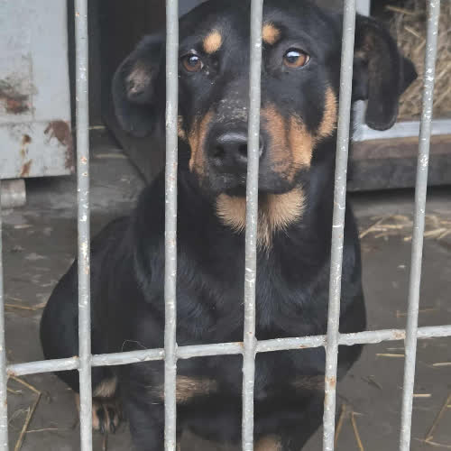 Psy ze schroniska do adopcji Kangur