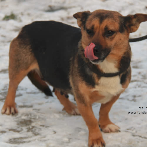 Psy ze schroniska do adopcji Malinka