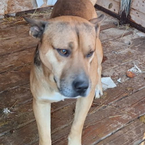 Psy ze schroniska do adopcji Bondi