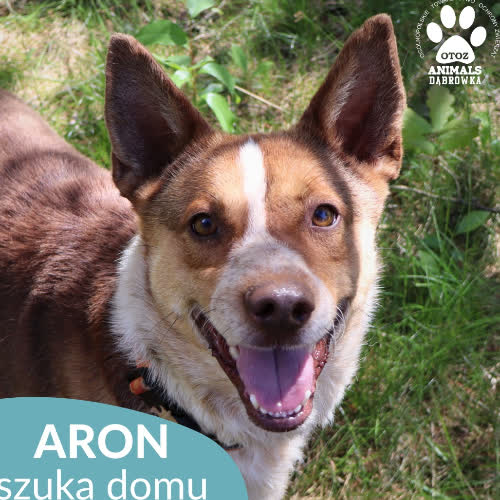 Psy ze schroniska do adopcji Aron